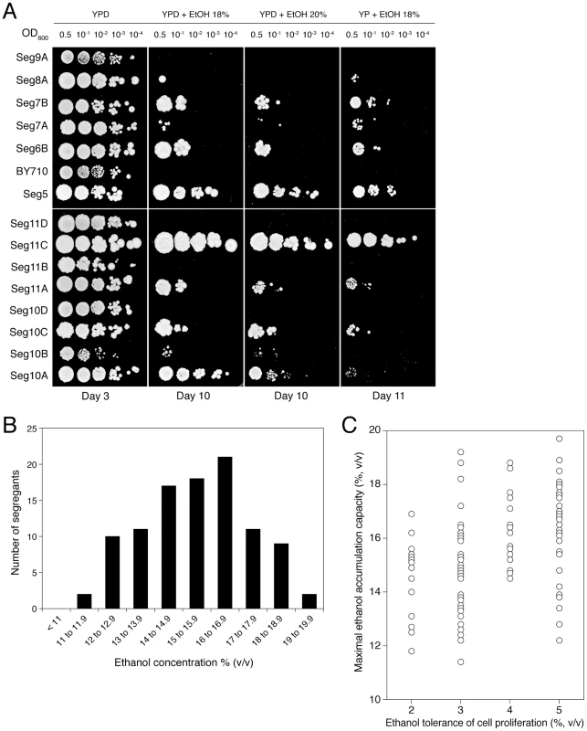 Maximal ethanol accumulation capacity and ethanol tolerance of cell proliferation in meiotic segregants.