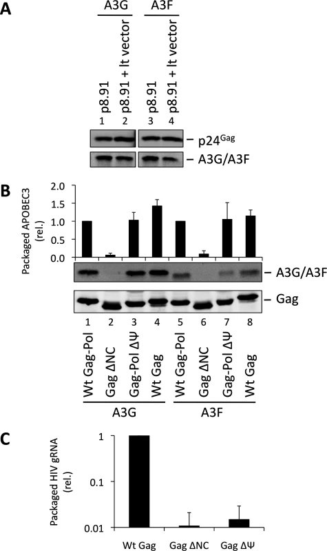 HIV-1 particles lacking genomic RNA package A3G and A3F. (A)