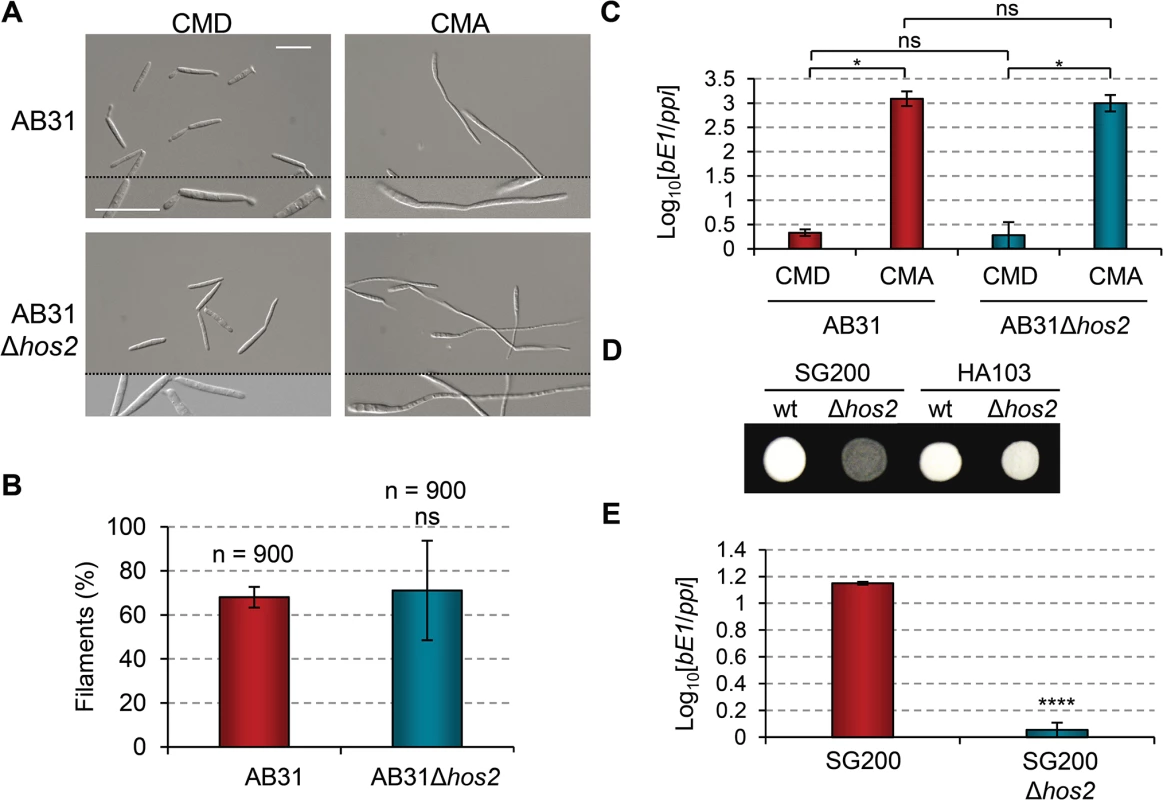 <i>b</i> gene induction rescues Δ<i>hos2</i> filamentation defects.