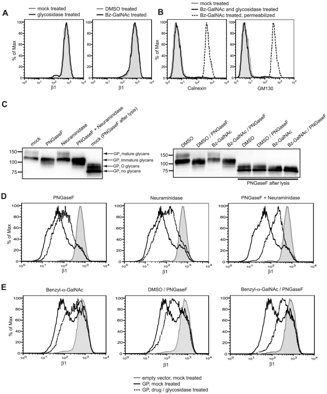Surface N- and O- linked glycans contribute to GP-mediated shielding.