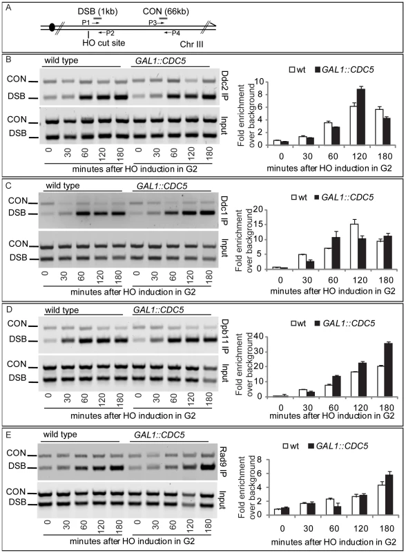 Recruitment to DSB of checkpoint factors in <i>CDC5</i>-overexpressing cells.