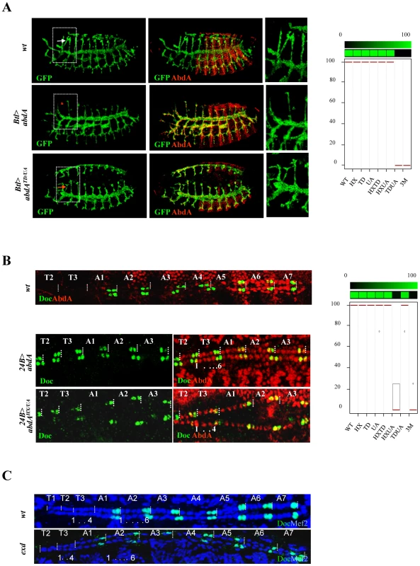 Functional redundancy of the HX, TD, and UA protein domains.