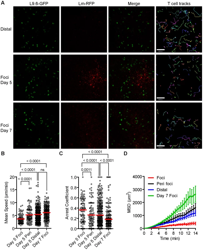 <i>Lm</i> antigen specific CD8<sup>+</sup> T cells have reduced motility within <i>Lm</i> foci.