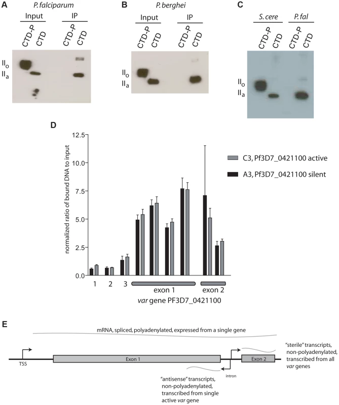 Phosphorylation dependence of PfSET2 binding to the CTD and enrichment of H3K36me3 at <i>var</i> loci.