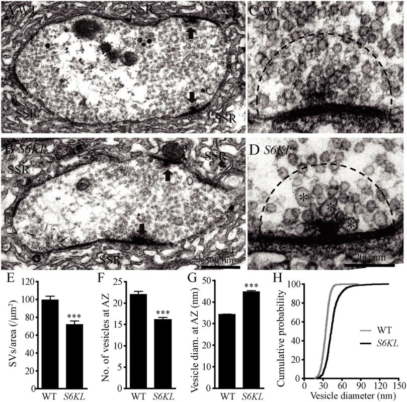 Fewer but larger synaptic vesicles at the active zone of <i>S6KL</i> mutant boutons.