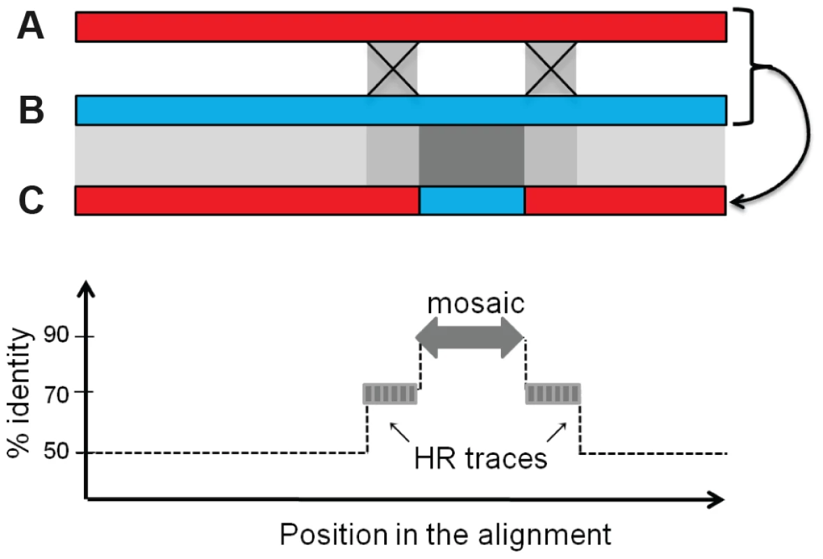 Rationale for the bio-informatics detection of mosaics.