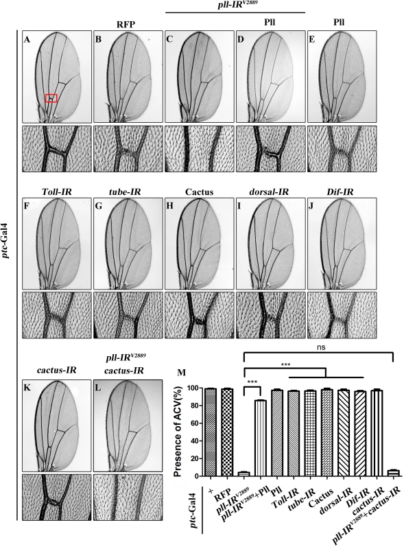 Loss of <i>pll</i> produces Toll/NF-κB pathway independent wing phenotype.
