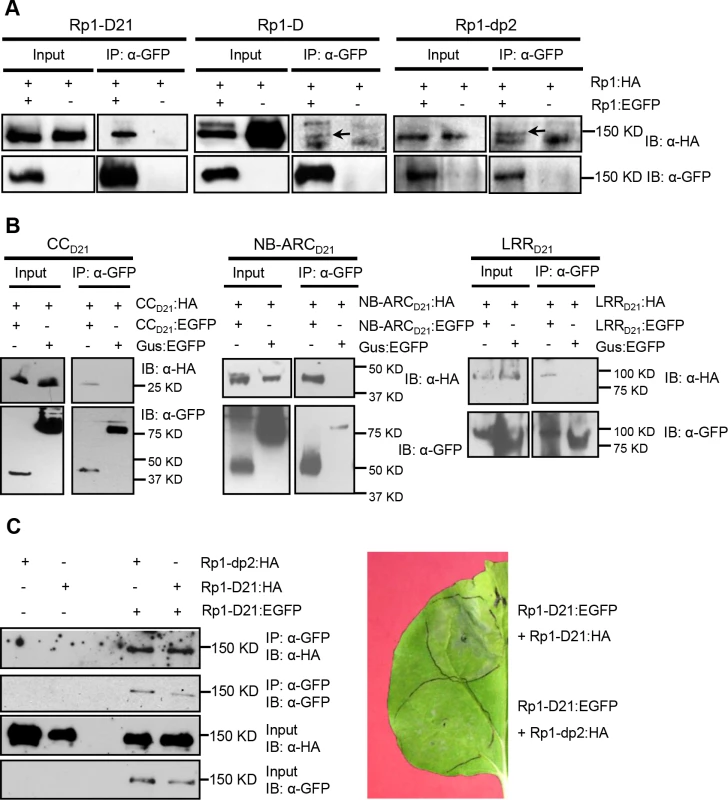 Investigation of self-association of full length Rp1-D21, Rp1-D, Rp1-dp2, the separate domains of Rp1-D21, and the interaction of full length Rp1-D21 with Rp1-dp2.