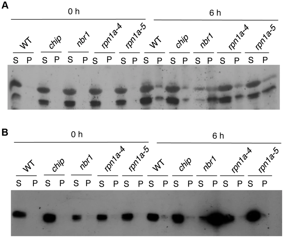 Changes in RCA and catalase proteins in response to heat stress.