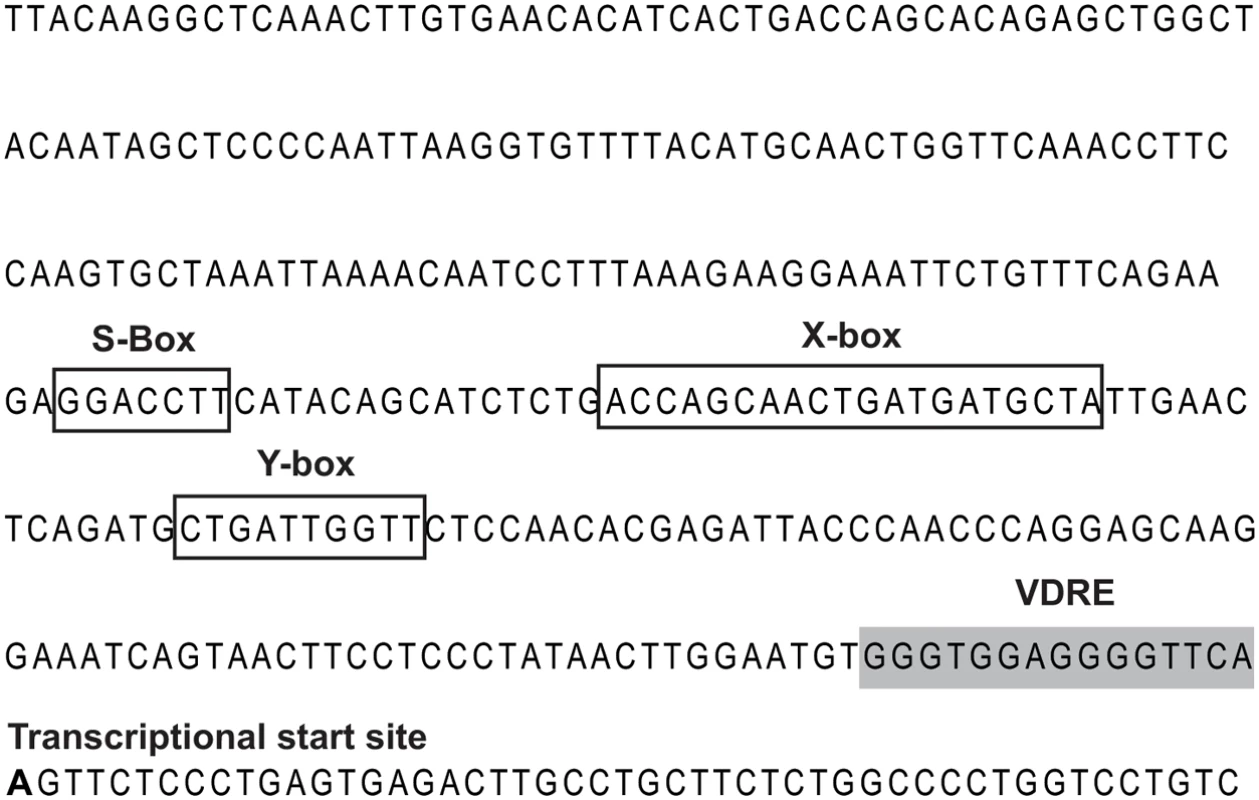 HLA-DRB1 promoter.