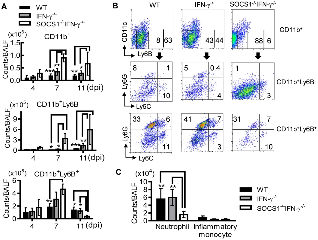 Decreased accumulation of inflammatory cells in SOCS1<sup>−/−</sup>IFN-γ<sup>−/−</sup> mice at the resolution phase of influenza infection.