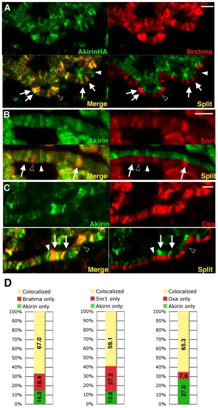 Akirin colocalizes with subunits of the SWI/SNF-class Brahma chromatin remodeling complex.