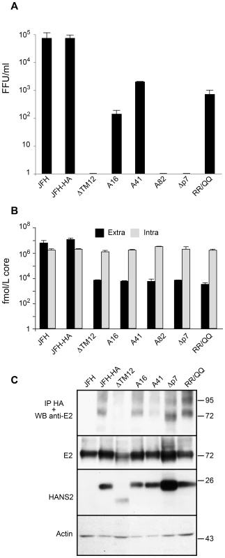 NS2 transmembrane region enables the NS2-E2 interaction.