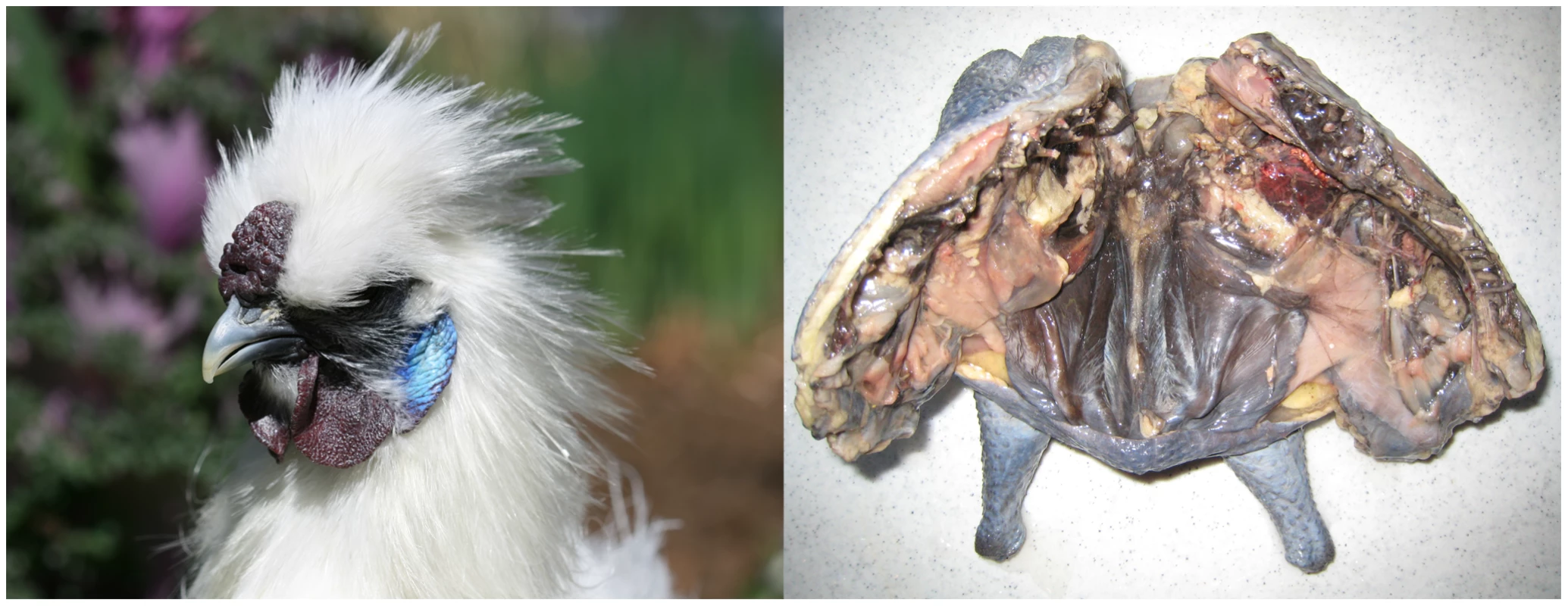 The Silkie chicken displaying the Fibromelanosis phenotype.