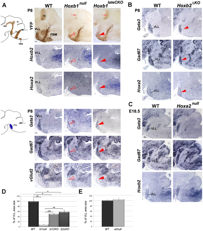 The r4-derived VLL is affected in <i>Hoxb1</i> and <i>Hoxb2</i> mutant mice.
