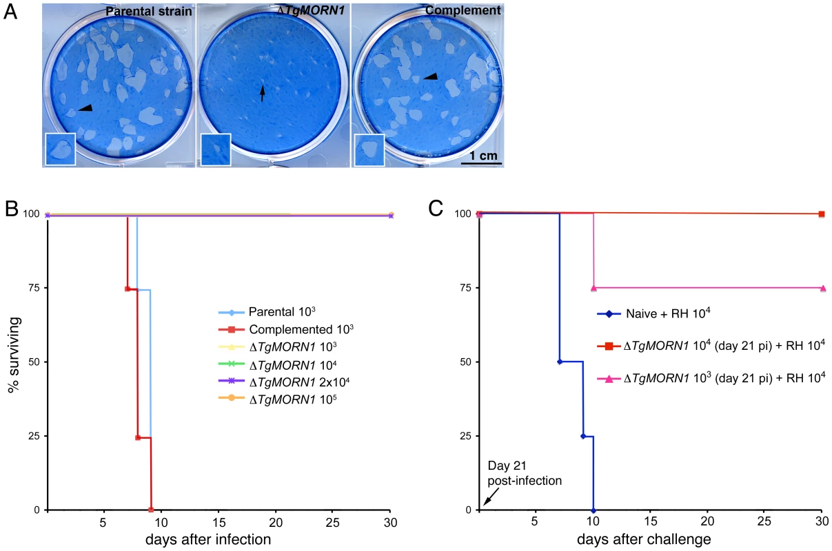 <i>ΔTgMORN1</i> parasites display growth defects <i>in vitro</i> and greatly attenuated virulence in mice.