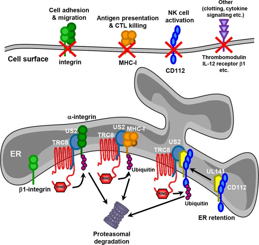 Model for US2 action in HCMV-infected cells.
