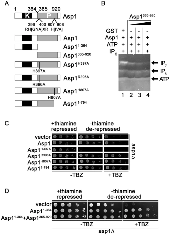 Function of the Asp1 phosphatase-like domain.