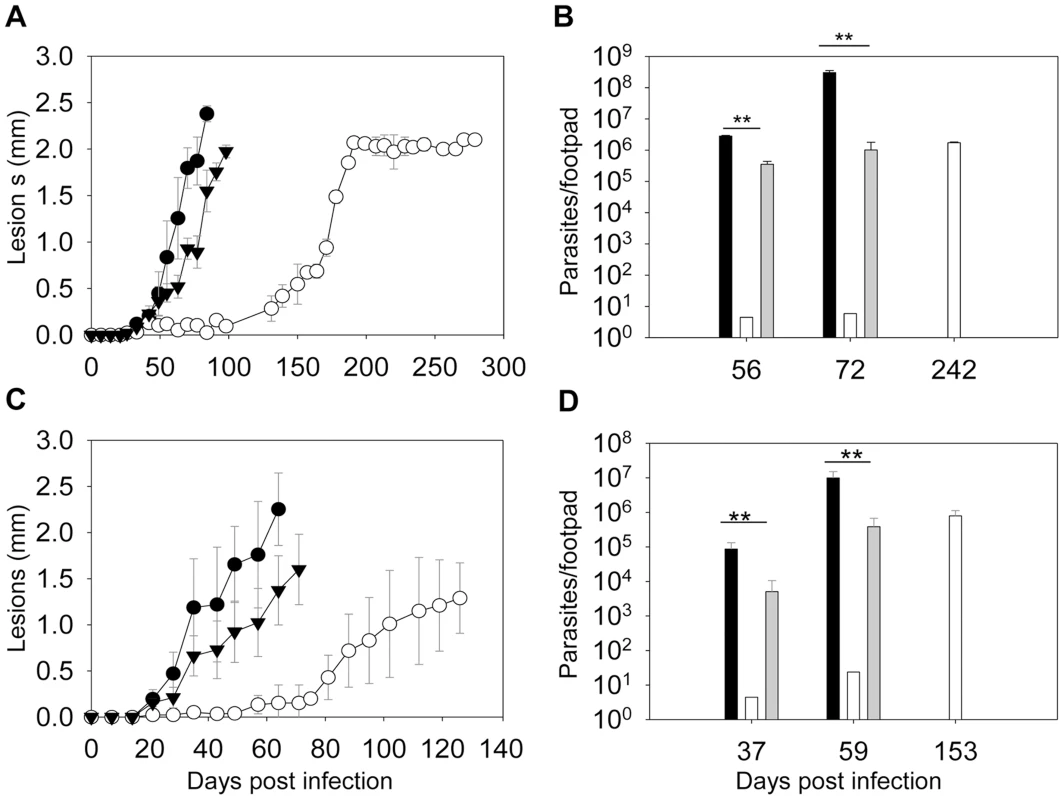 <i>C14dm</i><sup>−</sup> mutants show severely attenuated virulence in BALB/c mice.