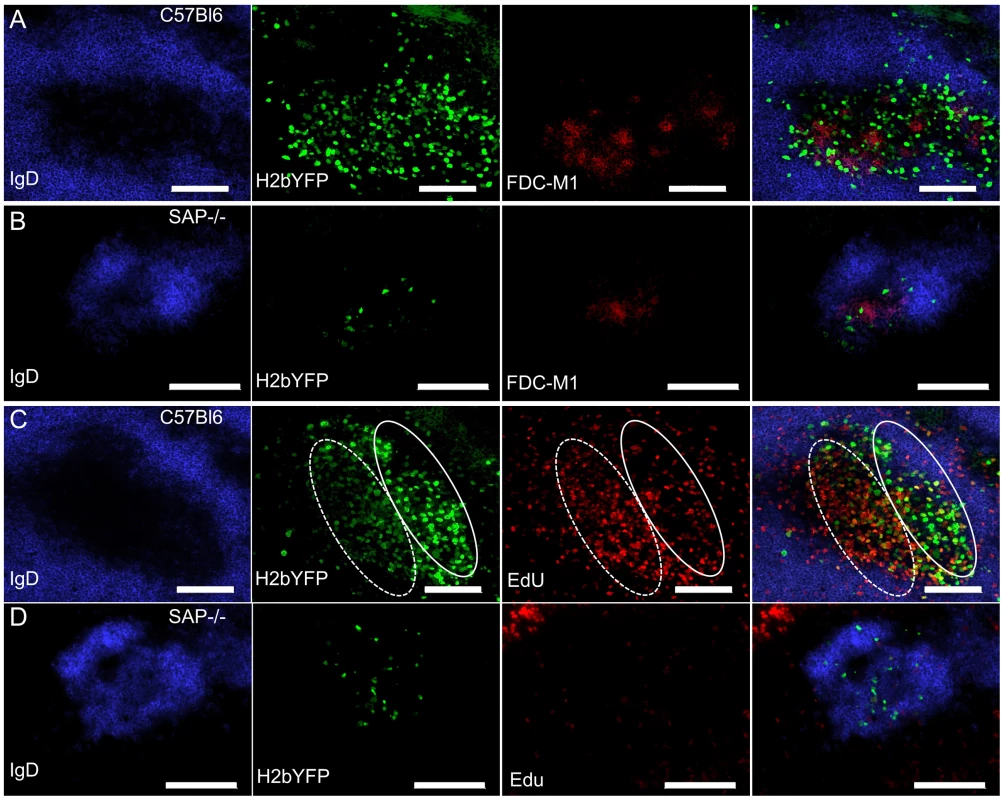 Infected B cells localize to B cell follicles in SAP-deficient mice, but fail to form GCs and do not replicate.