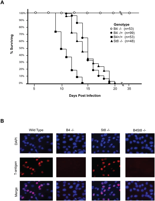 Characterization of St8 and B4 KO mice.