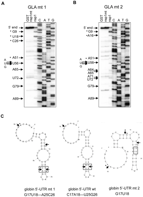 Identification of RNA modification sites of GLA mutant mRNAs.