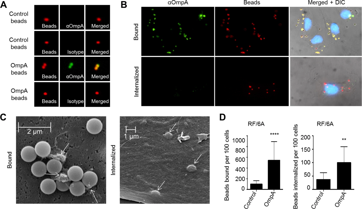 OmpA coated beads bind to and are internalized by non-phagocytic endothelial cells.