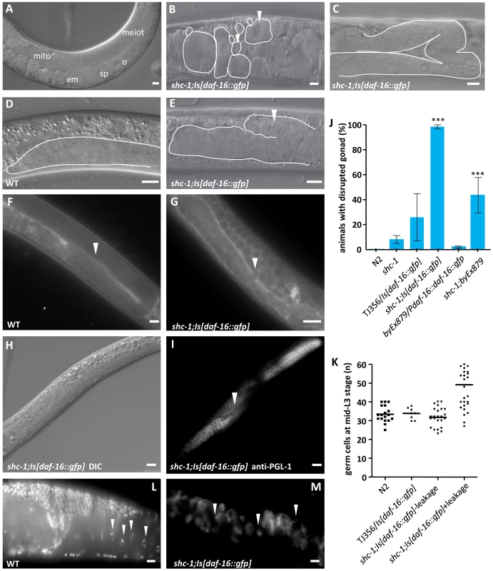 <i>shc-1(ok198);Is[daf-16::gfp]</i> animals display pleiotropic defects in the reproductive system.
