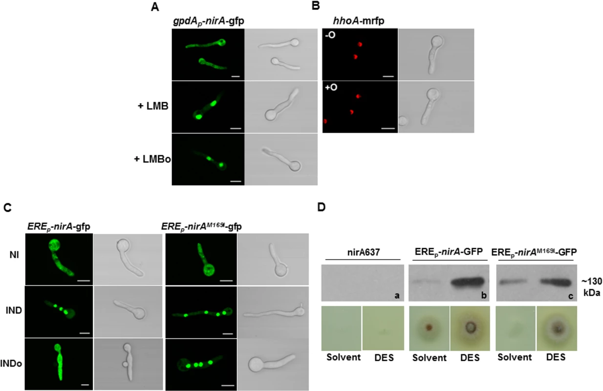 N-octylamine treatment does not influence NirA subcellular localization in KapK/CRM1-inactivated cells.