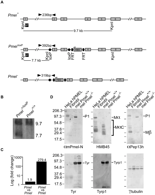 Strategy for the generation and validation of <i>Pmel<sup>−/−</sup></i> mice.