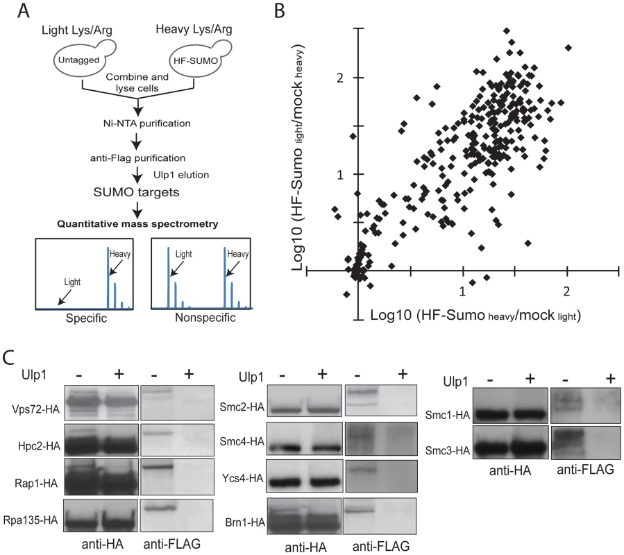 A new quantitative proteomics technology to characterize the SUMO-proteome.