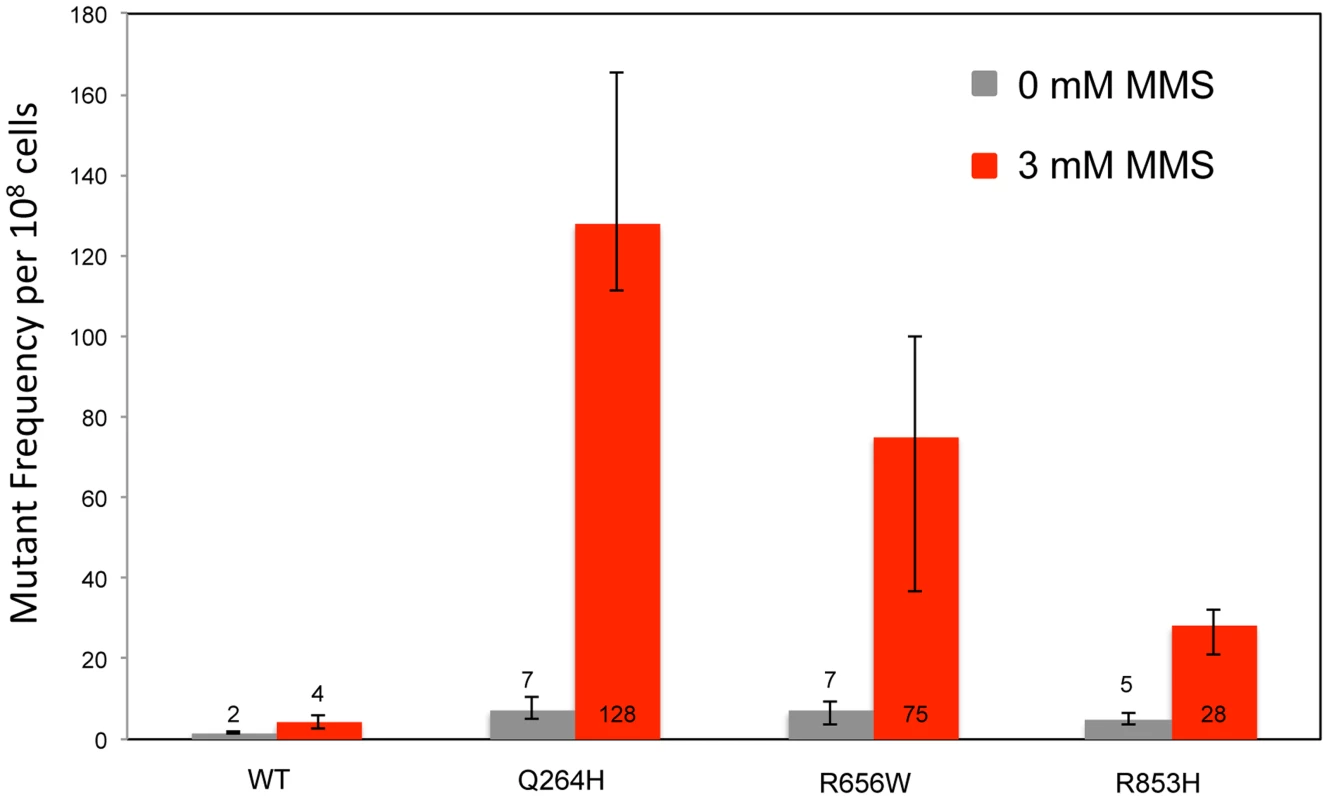 Methyl methanesulfonate exposure increases mtDNA point mutagenesis in heteroallelic strains encoding Mip1 variants.