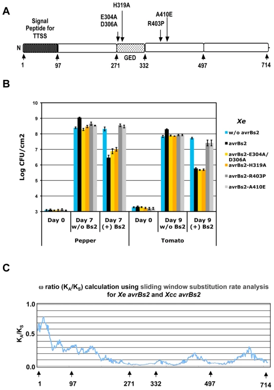 The GDE catalytic sites are required for AvrBs2 virulence function.