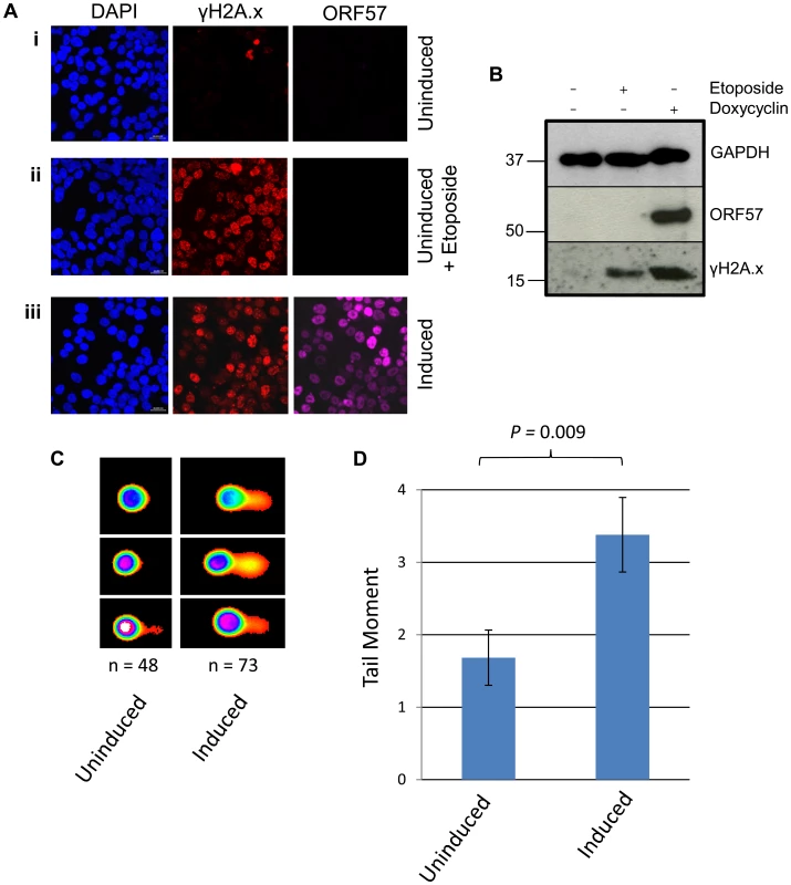 ORF57 expression induces the DNA damage response through phosphorylation of H2A.x.