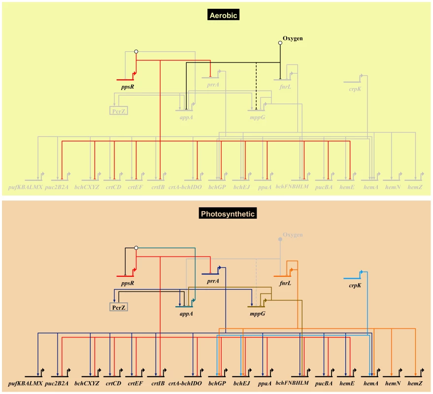 Photosynthetic gene regulatory network.
