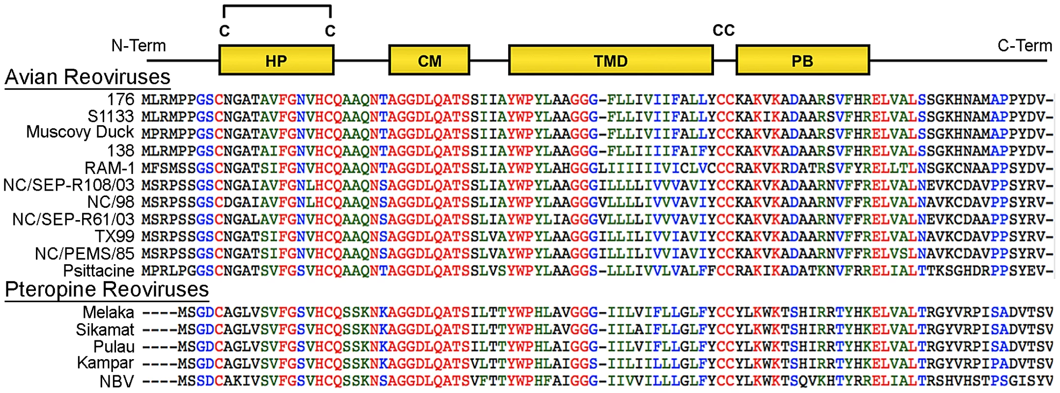 Sequence and motif conservation in avian and pteropine reovirus p10 FAST proteins.
