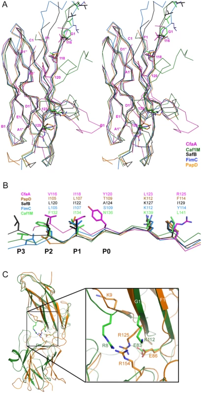 Structure comparison of chaperones from different families.