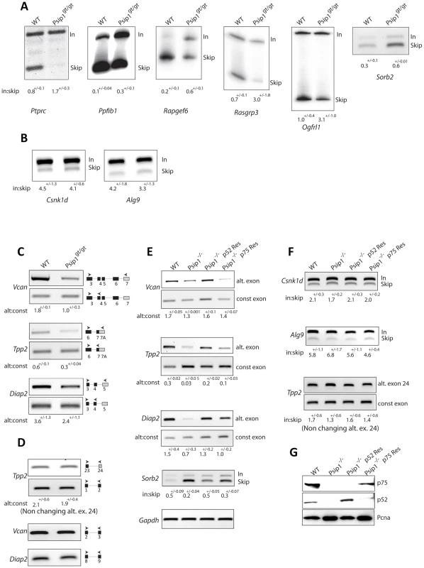 Alternative splicing in <i>Psip1</i><sup>gt/gt</sup> cells.