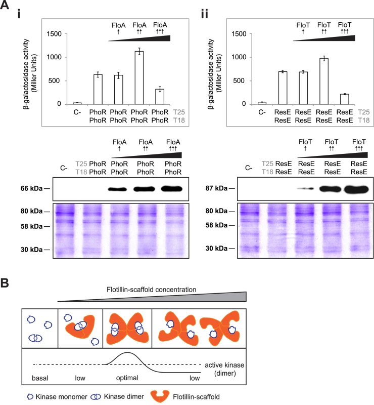 Tethering of signaling partners mediated by flotillins.