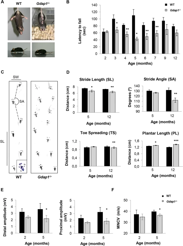 Behavioural testing and electrophysiological measurements on <i>Gdap1</i><sup><i>-/-</i></sup> mice.