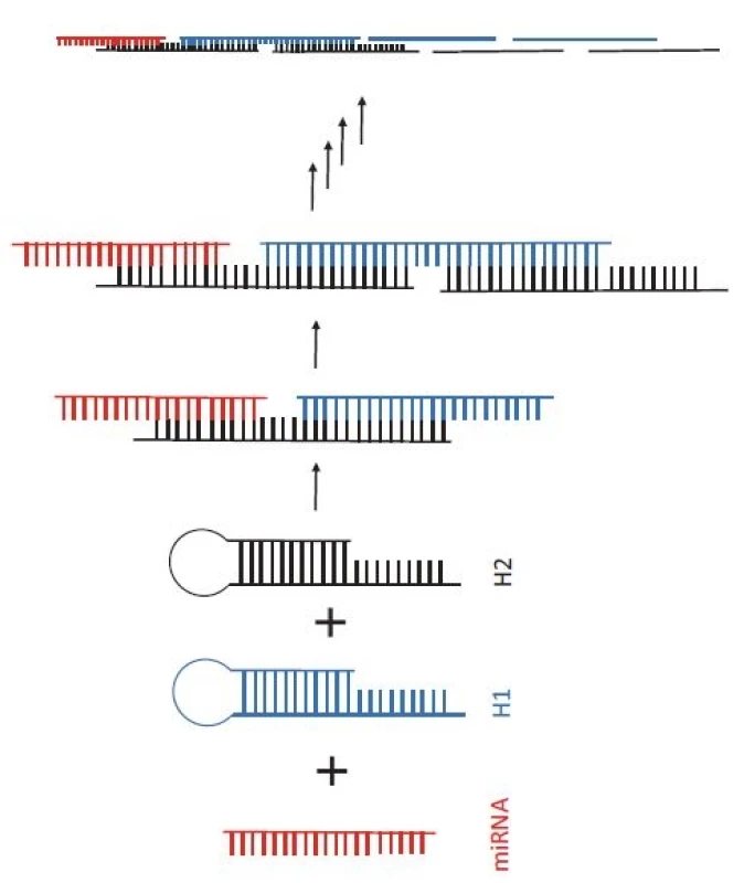 Princip hybridizační řetězové reakce.
Po přidání dvou vlásenkových DNA sond (H1 – modrá a H2 – černá) do vzorku s cílovou
miRNA (červená) dochází k otevření vlásenkových struktur a k řetězové hybridizaci
mezi H1 a H2.