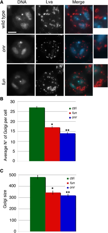 Defects in Golgi structure in <i>fun</i> and <i>onr</i> mutant cells.