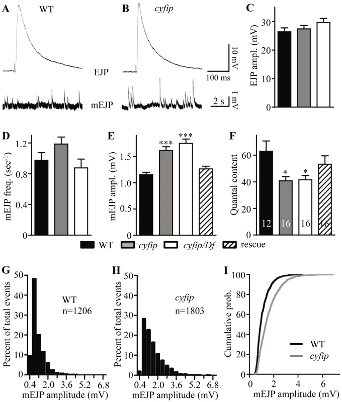 <i>cyfip</i> mutants show normal evoked junctional potential (EJP) amplitudes but larger spontaneous mEJP amplitudes.