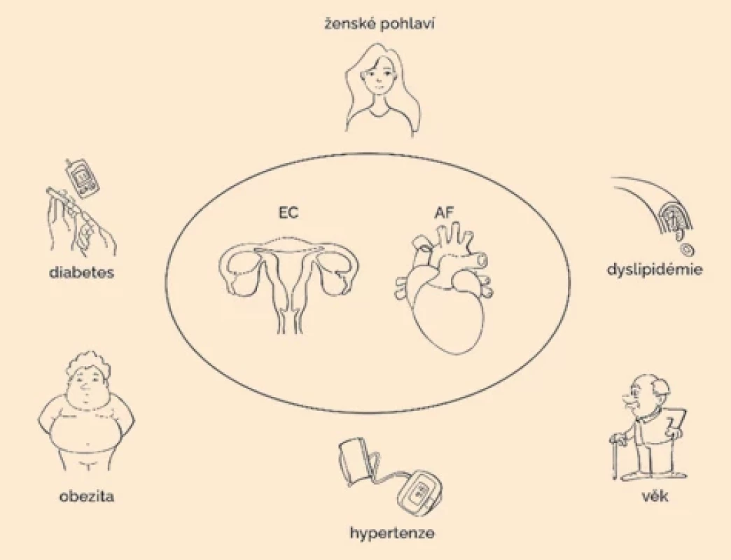 Společné rizikové faktory pro vznik karcinomu endometria a fi brilaci síní. Fig. 2. Common risk factors for endometrial cancer and atrial fi brillation.