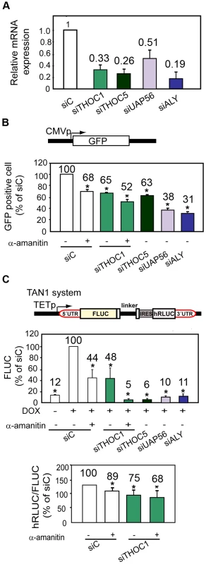 THO/TREX depletion impairs transcription elongation.