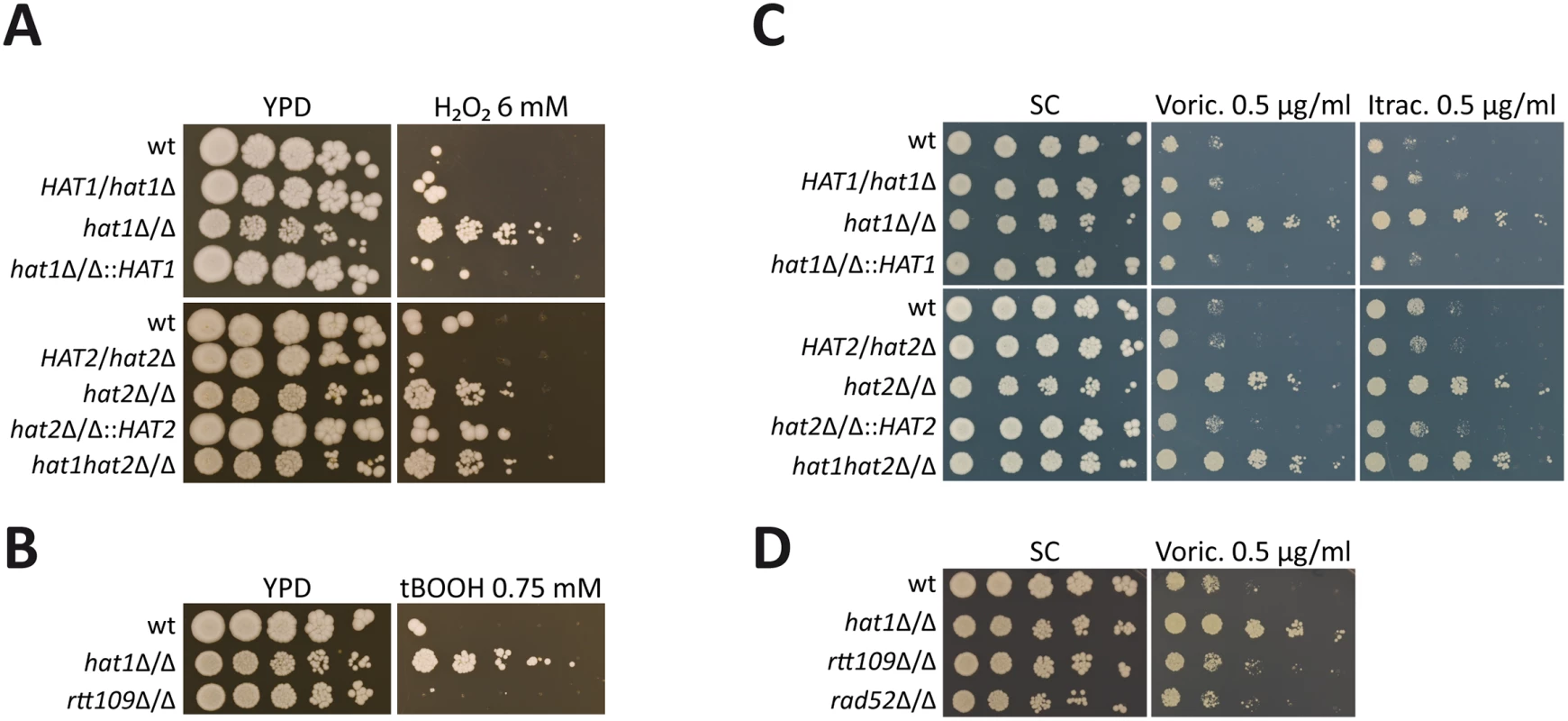 Deletion of <i>HAT1</i> and <i>HAT2</i> increases oxidative stress resistance and azole tolerance.