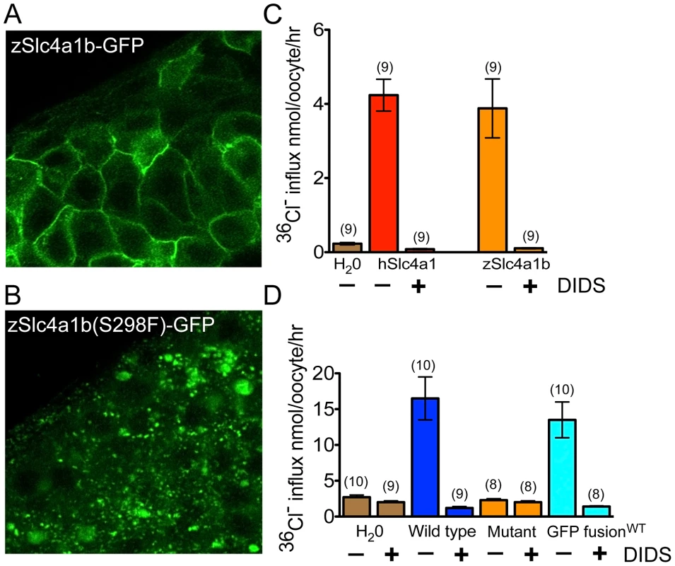 Mutant Slc4a1b is mislocalized and fails to transport chloride.