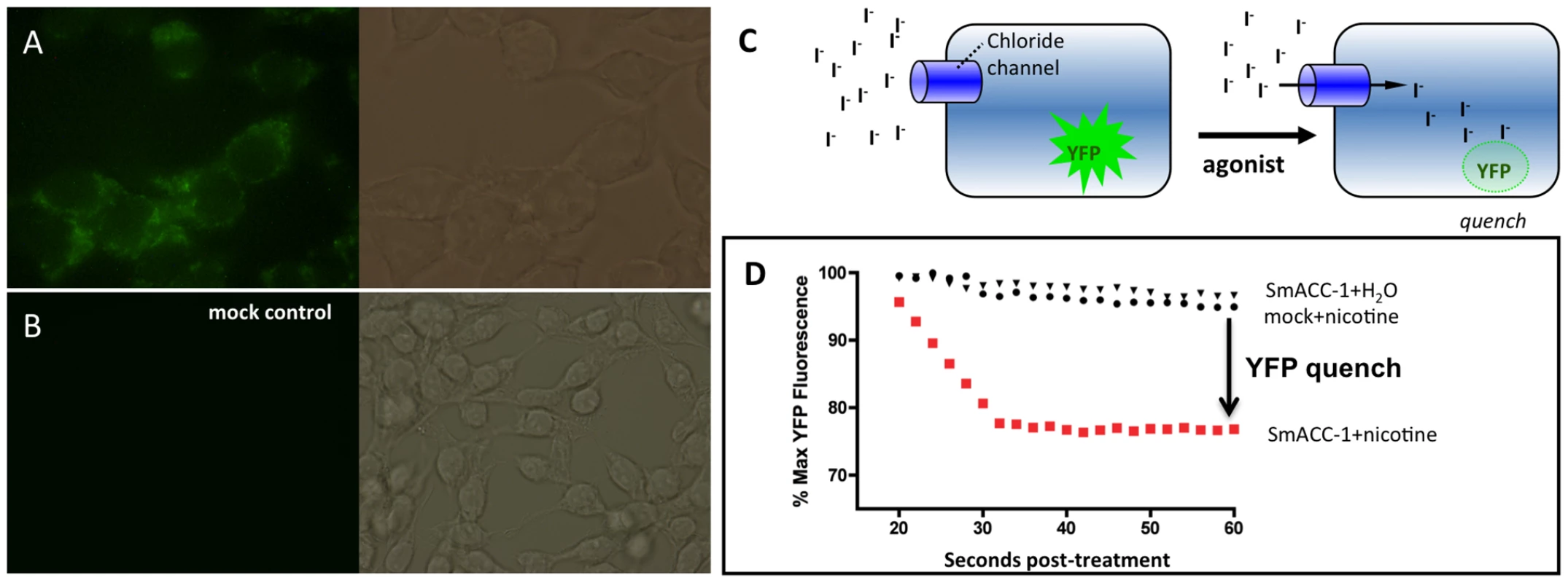 Functional characterization of SmACC-1 in HEK-293 cells.