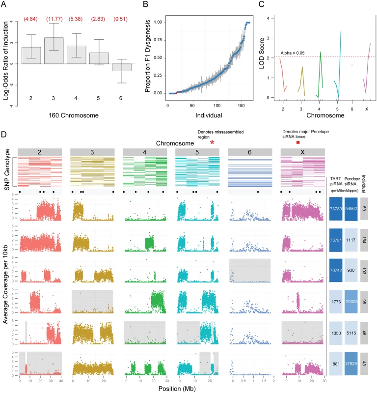 Genetic analysis of zygotic induction and maternal repression of gonadal atrophy.