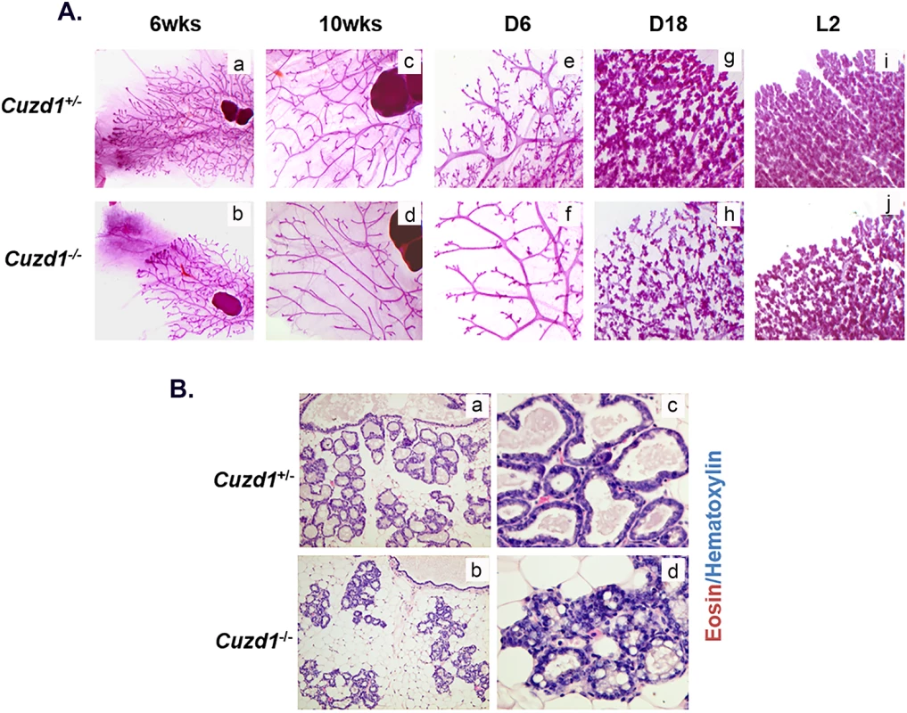 Phenotypic analysis of <i>Cuzd1</i><sup>(-/-)</sup> mice.